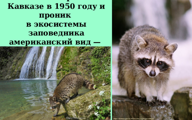 Акклиматизирован на Кавказе в 1950 году и проник в экосистемы заповедника американский вид —  енот-полоскун. 