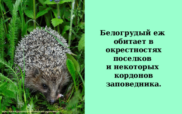 Белогрудый еж обитает в окрестностях поселков и некоторых кордонов заповедника. 