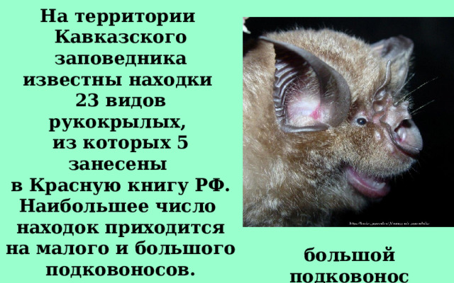 На территории Кавказского заповедника известны находки 23 видов рукокрылых, из которых 5 занесены в Красную книгу РФ. Наибольшее число находок приходится на малого и большого подковоносов. большой подковонос 