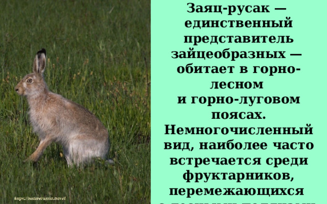 Заяц-русак — единственный представитель зайцеобразных — обитает в горно-лесном и горно-луговом поясах. Немногочисленный вид, наиболее часто встречается среди фруктарников, перемежающихся с лесными полянами. 