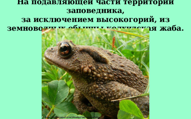 На подавляющей части территории заповедника, за исключением высокогорий, из земноводных обычны колхидская жаба. 