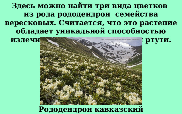 Здесь можно найти три вида цветков из рода рододендрон семейства вересковых. Считается, что это растение обладает уникальной способностью излечивать отравления парами ртути. Рододендрон кавказский 