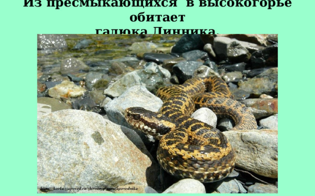 Из пресмыкающихся  в высокогорье обитает гадюка Динника. 