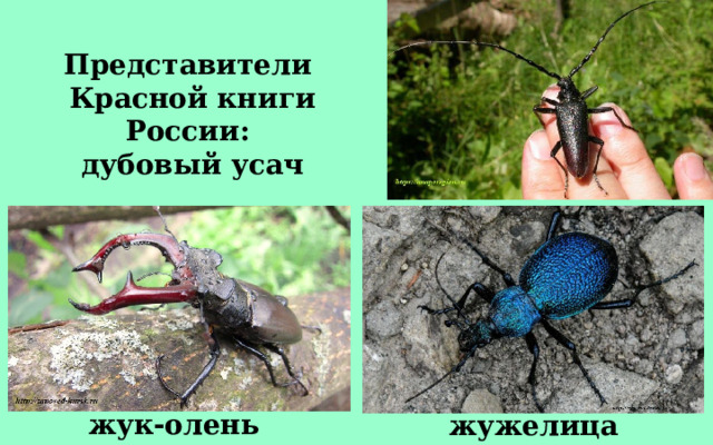 Представители Красной книги России: дубовый усач жук-олень жужелица кавказская 