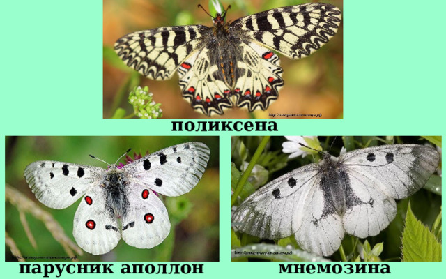 поликсена мнемозина парусник аполлон 