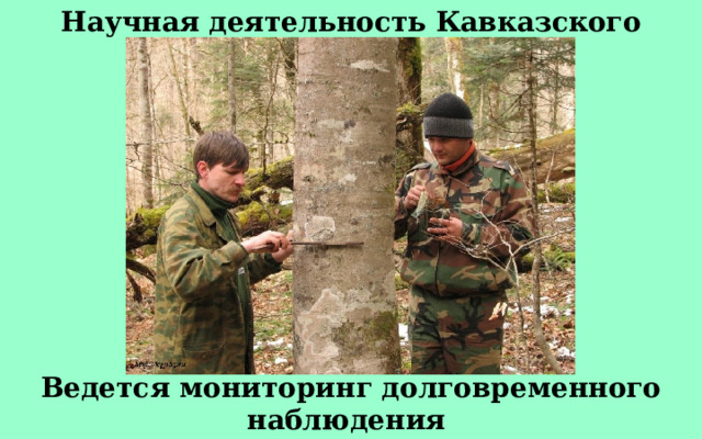 Научная деятельность Кавказского заповедника Ведется мониторинг долговременного наблюдения за растительностью 