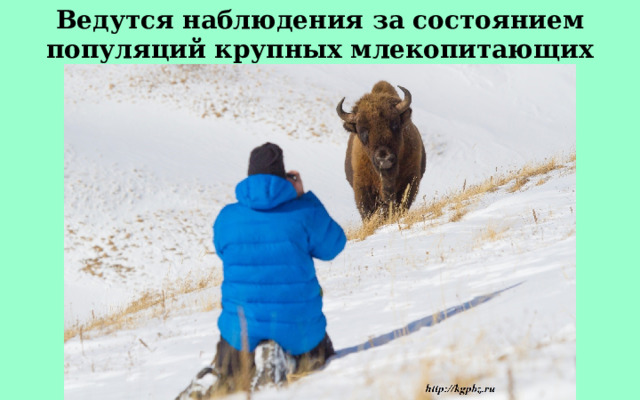 Ведутся наблюдения за состоянием популяций крупных млекопитающих 