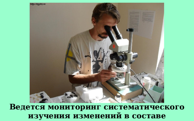 Ведется мониторинг систематического изучения изменений в составе насекомых. 