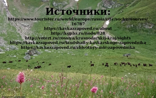 Источники:  https://www.tourister.ru/world/europe/russia/city/sochi/reserves/16787  https://kavkazzapoved.ru/about  http://kgpbz.ru/node/828  http://vetert.ru/rossiya/krasnodarskij-kraj/sights  https://kavkazzapoved.ru/landshafty-kavkazskogo-zapovednika  https://kavkazzapoved.ru/zhivotnyy-mir-zapovednika   