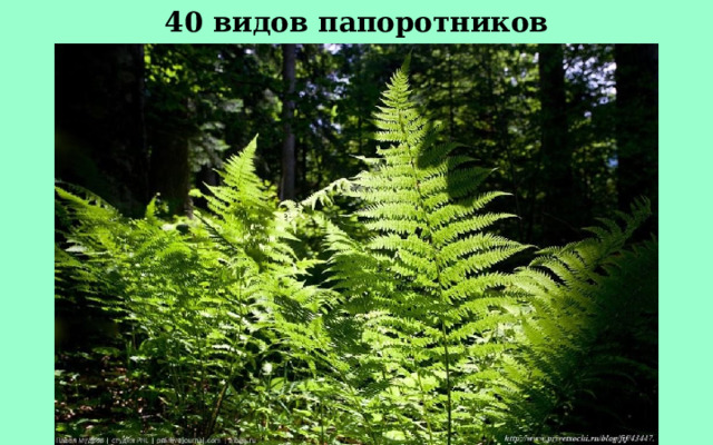 40 видов папоротников 