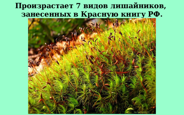 Произрастает 7 видов лишайников, занесенных в Красную книгу РФ. 