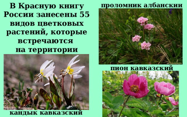 проломник албанскии В Красную книгу России занесены 55 видов цветковых растений, которые встречаются на территории Кавказского заповедника. пион кавказский кандык кавказский 