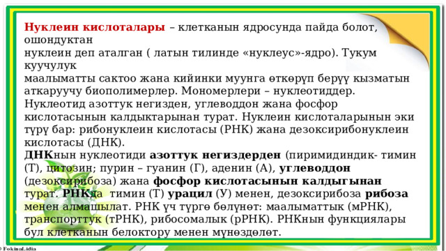 Нуклеин кислоталары – клетканын ядросунда пайда болот, ошондуктан нуклеин деп аталган ( латын тилинде «нуклеус»-ядро). Тукум куучулук маалыматты сактоо жана кийинки муунга өткөрүп берүү кызматын аткаруучу биополимерлер. Мономерлери – нуклеотиддер. Нуклеотид азоттук негизден, углеводдон жана фосфор кислотасынын калдыктарынан турат. Нуклеин кислоталарынын эки түрү бар: рибонуклеин кислотасы (РНК) жана дезоксирибонуклеин кислотасы (ДНК). ДНК нын нуклеотиди азоттук негиздерден (пиримидиндик- тимин (Т), цитозин; пурин – гуанин (Г), аденин (А), углеводдон (дезоксирибоза) жана фосфор кислотасынын калдыгынан турат. РНК да тимин (Т) урацил (У) менен, дезоксирибоза рибоза менен алмашылат. РНК үч түргө бөлүнөт: маалыматтык (мРНК), транспорттук (тРНК), рибосомалык (рРНК). РНКнын функциялары бул клетканын белоктору менен мүнөздөлөт. 