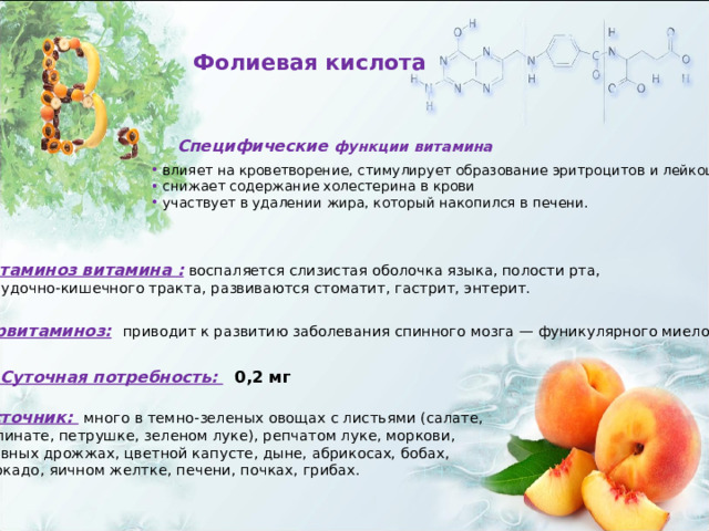 Фолиевая кислота Специфические функции витамина  влияет на кроветворение, стимулирует образование эритроцитов и лейкоцитов  снижает содержание холестерина в крови  участвует в удалении жира, который накопился в печени. Авитаминоз витамина :  воспаляется слизистая оболочка языка, полости рта,  желудочно-кишечного тракта, развиваются стоматит, гастрит, энтерит. Гипервитаминоз:  приводит к развитию заболевания спинного мозга — фуникулярного миелоза Суточная потребность:  0,2 мг Источник:  много в темно-зеленых овощах с листьями (салате,  шпинате, петрушке, зеленом луке), репчатом луке, моркови,  пивных дрожжах, цветной капусте, дыне, абрикосах, бобах, авокадо, яичном желтке, печени, почках, грибах. 