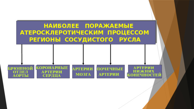 НАИБОЛЕЕ ПОРАЖАЕМЫЕ АТЕРОСКЛЕРОТИЧЕСКИМ ПРОЦЕССОМ РЕГИОНЫ СОСУДИСТОГО РУСЛА КОРОНАРНЫЕ АРТЕРИИ БРЮШНОЙ ПОЧЕЧНЫЕ АРТЕРИИ НИЖНИХ АРТЕРИИ ОТДЕЛ МОЗГА АРТЕРИИ КОНЕЧНОСТЕЙ СЕРДЦА АОРТЫ 