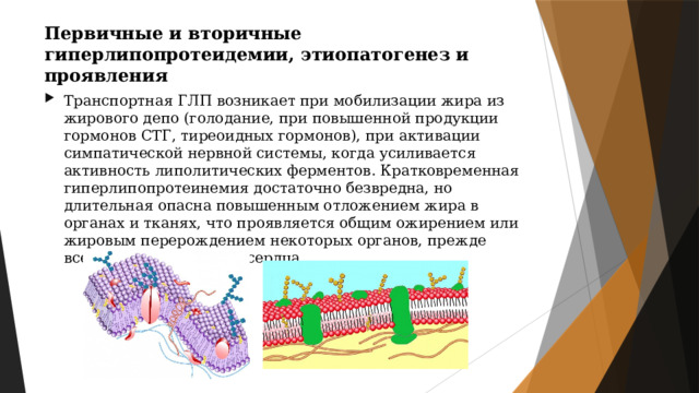 Первичные и вторичные гиперлипопротеидемии, этиопатогенез и проявления Транспортная ГЛП возникает при мобилизации жира из жирового депо (голодание, при повышенной продукции гормонов СТГ, тиреоидных гормонов), при активации симпатической нервной системы, когда усиливается активность липолитических ферментов. Кратковременная гиперлипопротеинемия достаточно безвредна, но длительная опасна повышенным отложением жира в органах и тканях, что проявляется общим ожирением или жировым перерождением некоторых органов, прежде всего печени и мышцы сердца. 