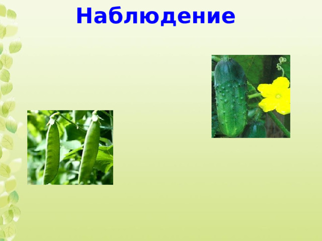 Наблюдение 