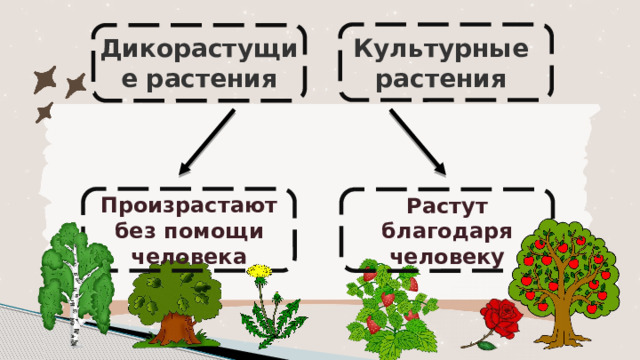 Дикорастущие растения Культурные растения Произрастают без помощи человека Растут благодаря человеку 
