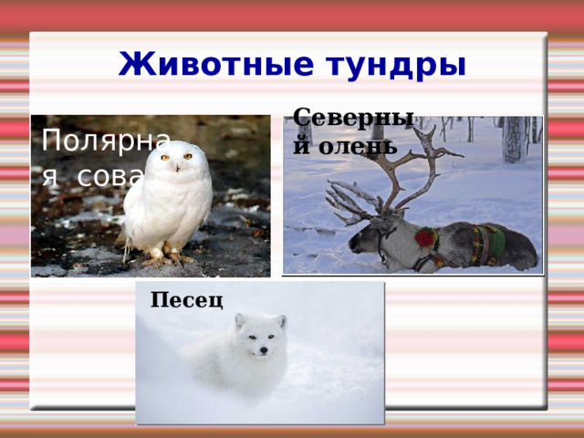 Животные тундры Северный олень Полярная сова Песец 