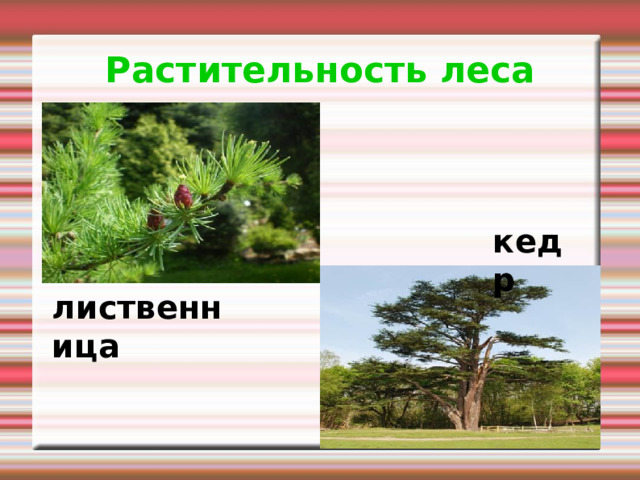 Растительность леса кедр лиственница 