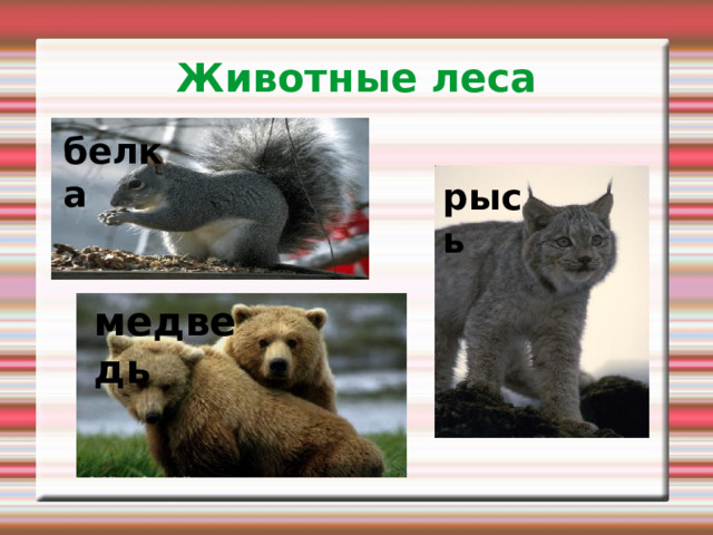 Животные леса белка рысь медведь 