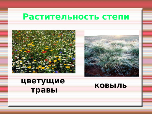 Растительность степи цветущие травы ковыль 
