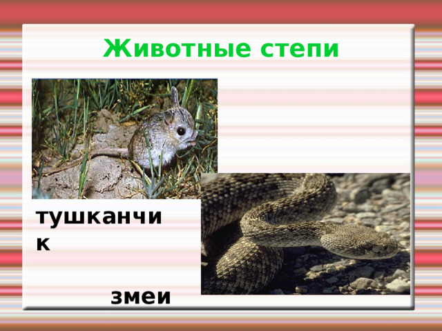 Животные степи тушканчик змеи 