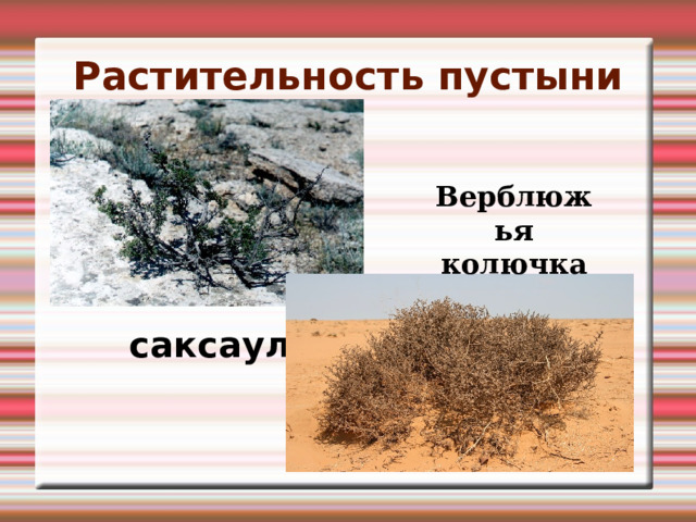 Растительность пустыни Верблюжья колючка саксаул 