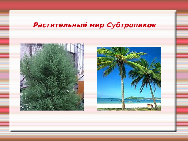 Растительный мир Субтропиков 