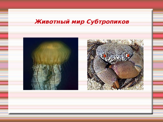 Животный мир Субтропиков 