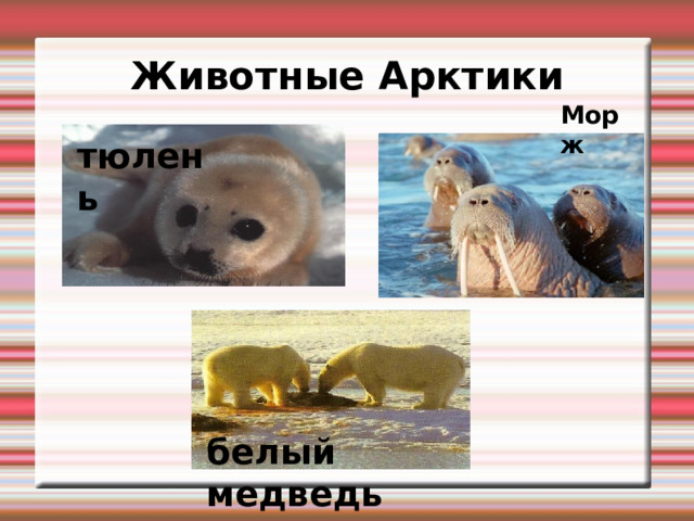 Животные Арктики Морж тюлень белый медведь 