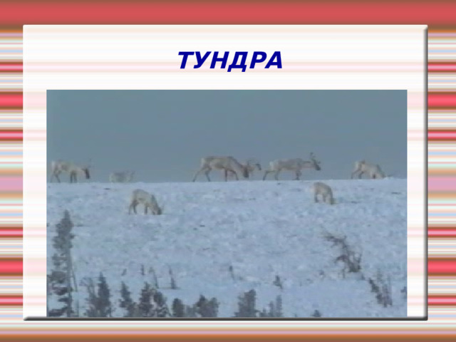 ТУНДРА 