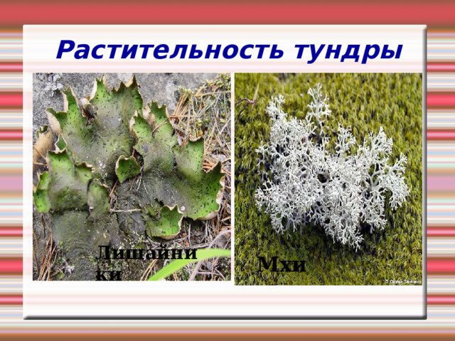 Растительность тундры Лишайники Мхи 