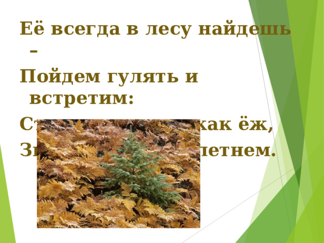 Её всегда в лесу найдешь – Пойдем гулять и встретим: Стоит колючая, как ёж, Зимою в платье летнем.  