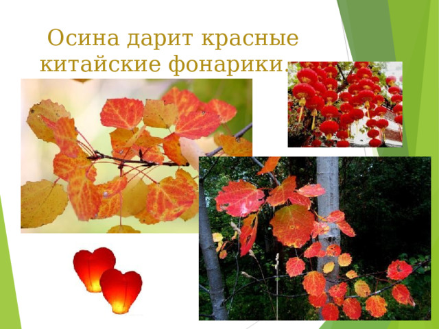  Осина дарит красные китайские фонарики. 