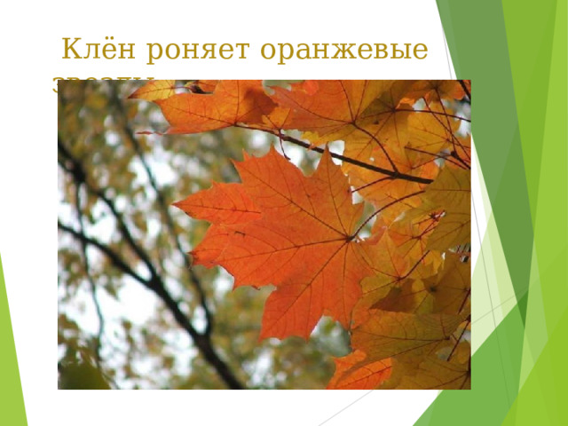  Клён роняет оранжевые звезды. 