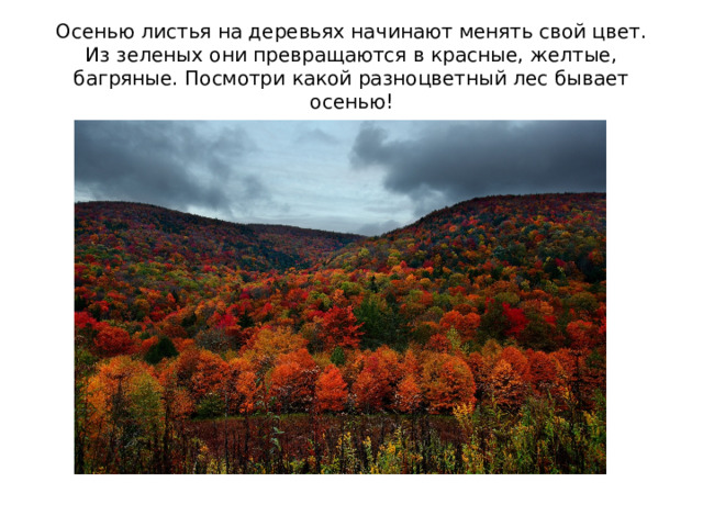 Осенью листья на деревьях начинают менять свой цвет. Из зеленых они превращаются в красные, желтые, багряные. Посмотри какой разноцветный лес бывает осенью! 