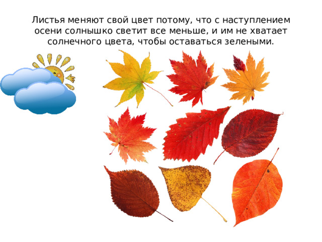 Листья меняют свой цвет потому, что с наступлением осени солнышко светит все меньше, и им не хватает солнечного цвета, чтобы оставаться зелеными. 