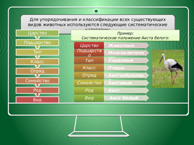 Род Семейство Отряд Класс Тип Подцарство Царство Для упорядочивания и классификации всех существующих видов животных используются следующие систематические категории: Пример: Систематическое положение Аиста белого: Животные Животные Царство Многоклеточные Многоклеточные Подцарство Хордовые Хордовые Тип Птицы Птицы Класс Аистообразные Аистообразные Отряд Аистовые Аистовые Семейство Аист Аист Род  Аист белый  Аист белый Вид Вид 