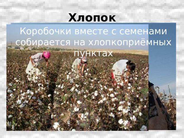 Хлопок Коробочки вместе с семенами собирается на хлопкоприёмных пунктах 