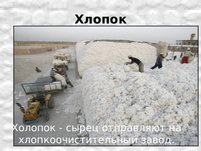 Хлопок Холопок - сырец отправляют на хлопкоочистительный завод. 