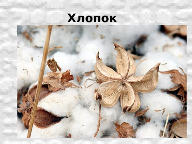 Хлопок 