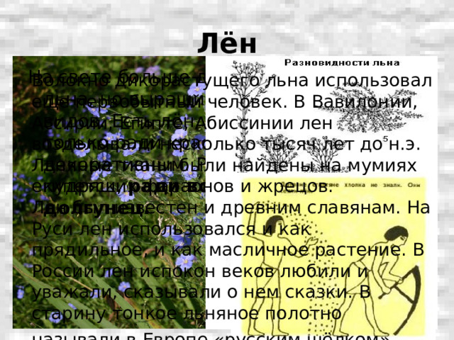 Лён На свете больше двухсот разных видов льна, но выращивают лишь сорок видов. Есть лён, который разводят только ради красоты — его называют декоративным. Ради масла сеют лён-кудряш, ради волокон - лён-долгунец. Волокно дикорастущего льна использовал еще первобытный человек. В Вавилонии, Ассирии, Египте, Абиссинии лен возделывали несколько тысяч лет до н.э. Льняные ткани были найдены на мумиях египетских фараонов и жрецов. Лен был известен и древним славянам. На Руси лен использовался и как прядильное, и как масличное растение. В России лен испокон веков любили и уважали, сказывали о нем сказки. В старину тонкое льняное полотно называли в Европе «русским шёлком».  