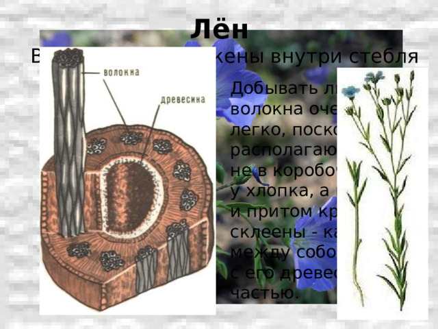 Лён Волокна расположены внутри стебля растения лён. Добывать льняные волокна очень не легко, поскольку располагаются они не в коробочке, как у хлопка, а в стебле и притом крепко склеены - как между собой, так и с его древесной частью. 