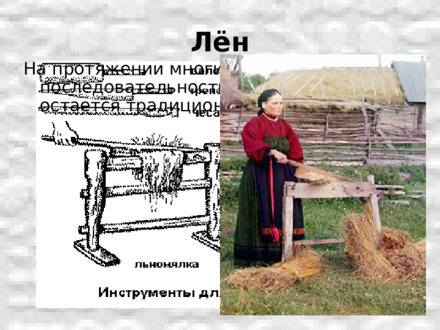 Лён На протяжении многих веков последовательность обработки льна остается традиционной 