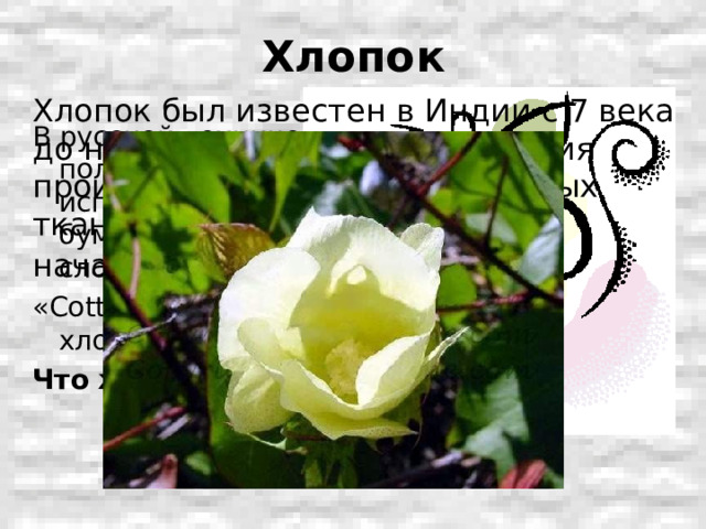 Хлопок Хлопок был известен в Индии с 7 века до н.э., и лишь через 24 столетия производство хлопчатобумажных тканей достигло Европы (оно началось в Англии в 1772 г).  В русской технической литературе до 2-й половины 19 в. вместо слова «хлопок» использовался термин «хлопчатая бумага», сохранившийся до наших дней в слове «хлопчатобумажный». «Cotton» - международное обозначение хлопка. Что же такое хлопок? 