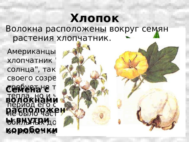 Хлопок Волокна расположены вокруг семян растения хлопчатник. Американцы называют хлопчатник 