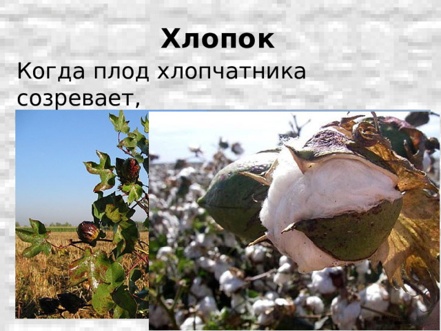 Хлопок Когда плод хлопчатника созревает, коробочка раскрывается 