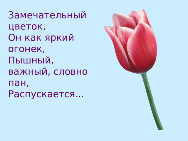 Замечательный цветок, Он как яркий огонек, Пышный, важный, словно пан, Распускается...  