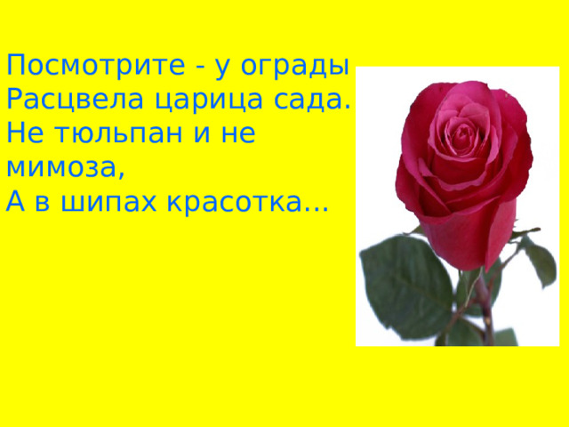 Посмотрите - у ограды Расцвела царица сада. Не тюльпан и не мимоза, А в шипах красотка...   